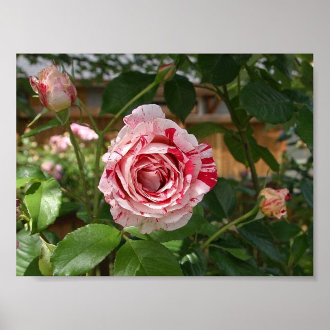 Rose in Variegated Colors Poster (Front)