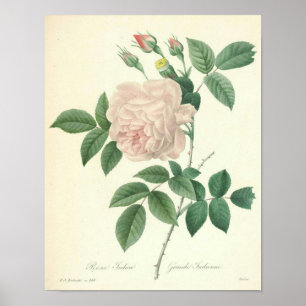 Rose Indica by Redoute Poster
