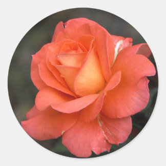Rose is a Rose Sticker