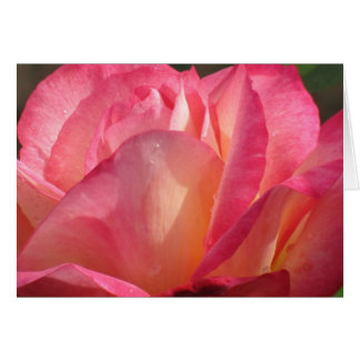 Rose Lotus Cards