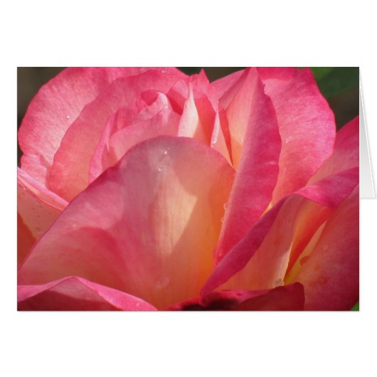 Rose Lotus Cards (Front Horizontal)