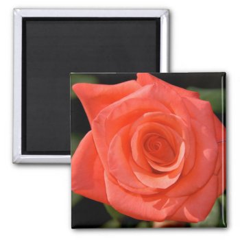 Rose Magnet by pulsDesign at Zazzle