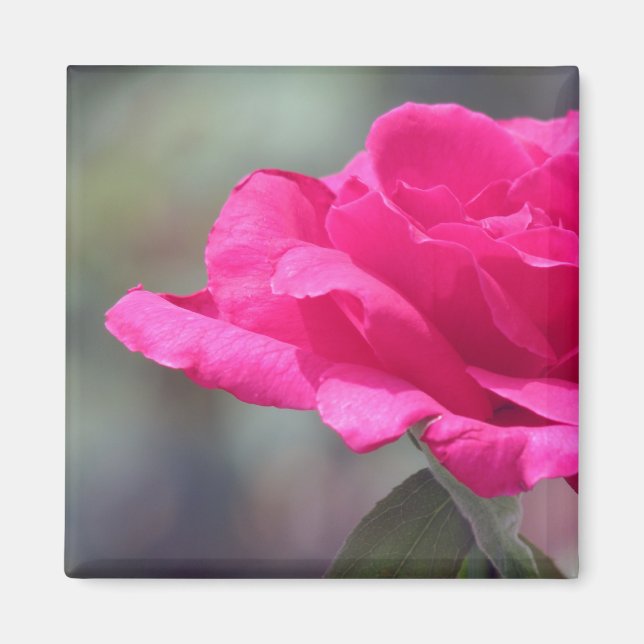 Rose Magnet (Front)