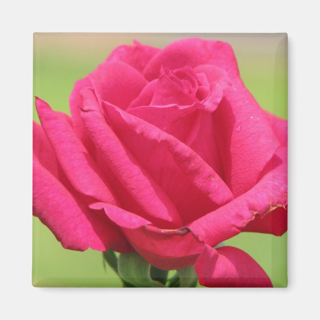 Rose Magnet (Front)