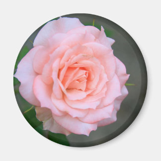 Rose Magnet