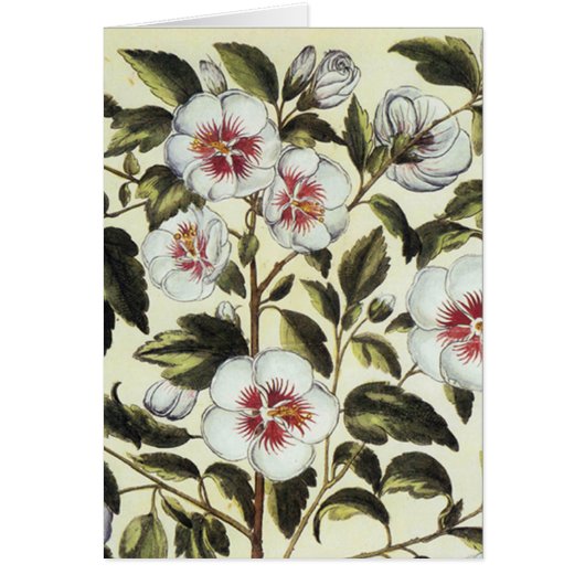 Rose Mallow Cards (Front)