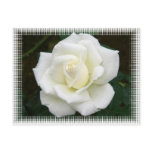 Rose Meanings Postcard