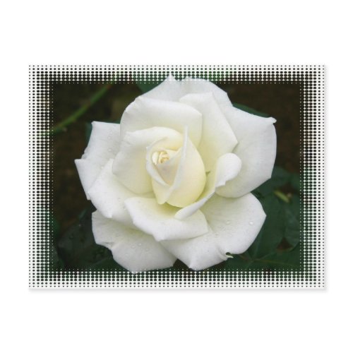 Rose Meanings Postcard