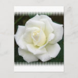 Rose Meanings Postcard