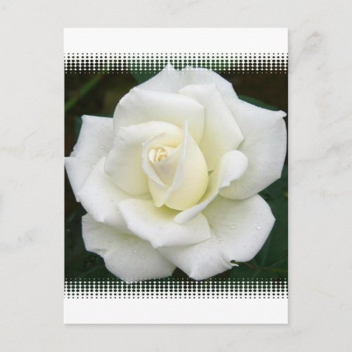 Rose Meanings Postcard