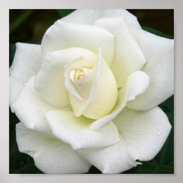 Rose Meanings Poster Print (Front)