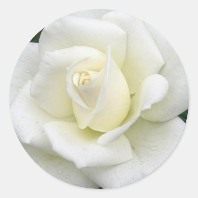 Rose Meanings Sticker (Front)