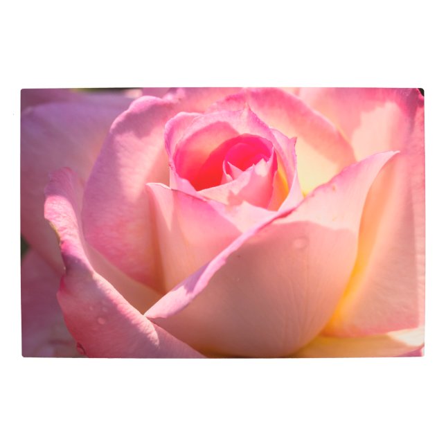 Rose Metal Print (Front)
