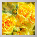 Rose Moods - Joy Fine Art Poster/Print Poster