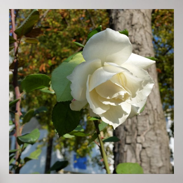 rose near tree poster (Front)