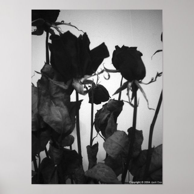 Rose [no border] poster (Front)