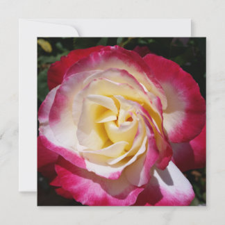 Rose Note Card