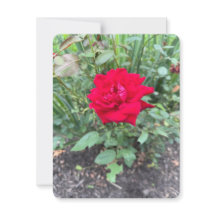 Rose Note Card