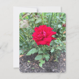 Rose Note Card