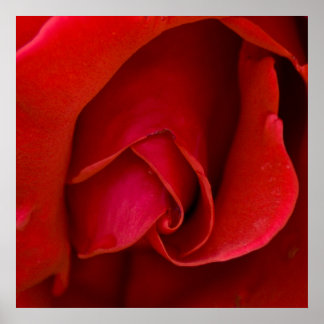 Rose Of Argyle Poster