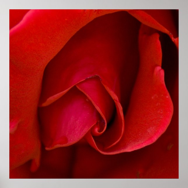 Rose Of Argyle Poster (Front)