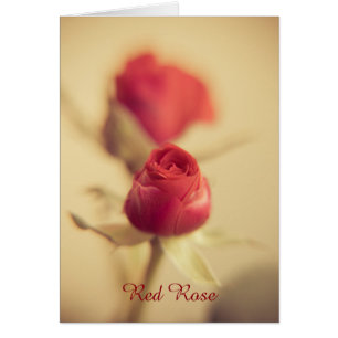 Rose of My Heart Cards
