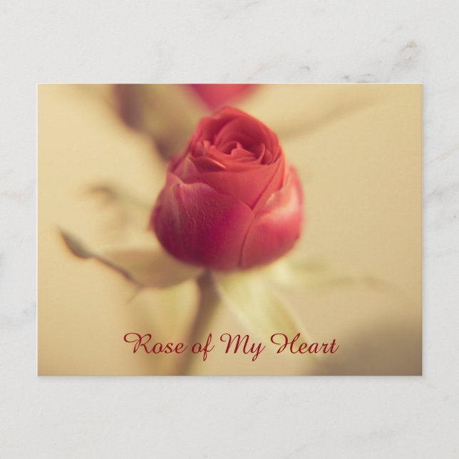 Rose of My Heart Postcard (Front)