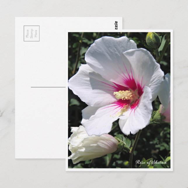 Rose of Sharon ポストカード Postcard (Front/Back)