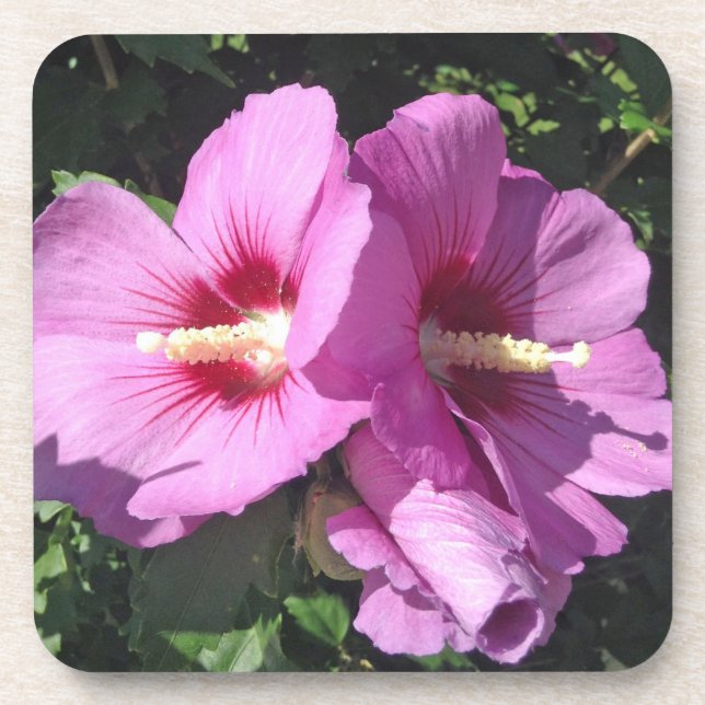 Rose of Sharon Beverage Coaster (Front)