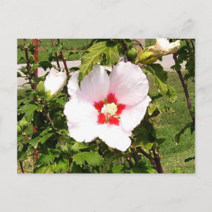 Rose of Sharon Bloom Postcard