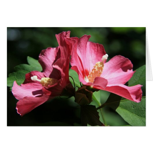 Rose of Sharon Cards (Front Horizontal)