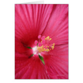 Rose of Sharon Flowering Bush (Front)