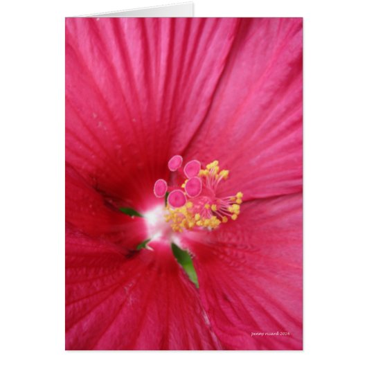 Rose of Sharon Flowering Bush Cards (Front)