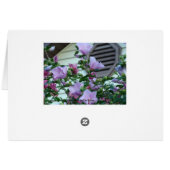 Rose Of Sharon, Happiness & Joy (Back Horizontal)