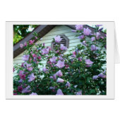 Rose Of Sharon, Happiness & Joy (Front Horizontal)