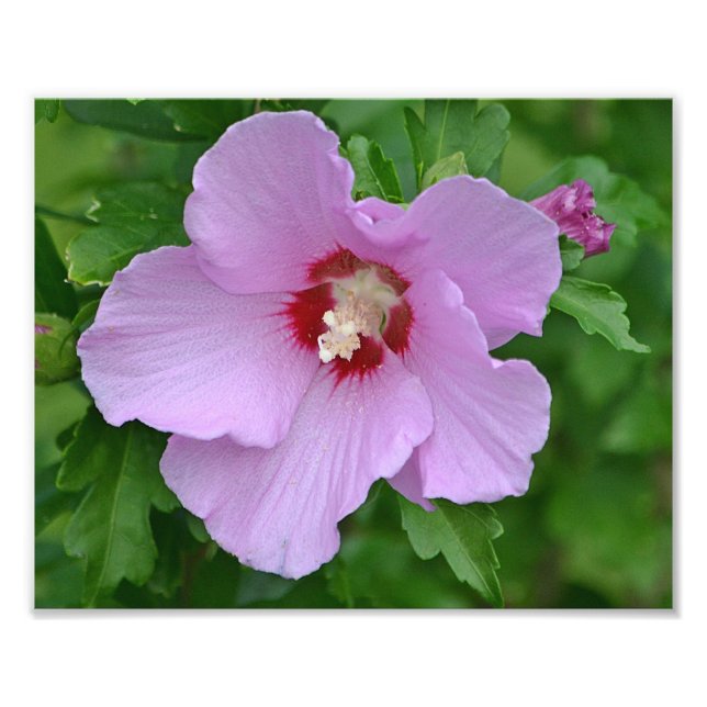 Rose Of Sharon Photo Print (Front)