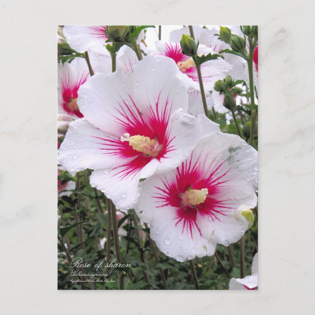 Rose of sharon postcard (Front)