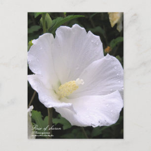 Rose of sharon postcard