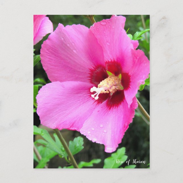 Rose of Sharon Postcard (Front)