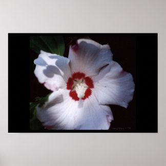rose of sharon poster