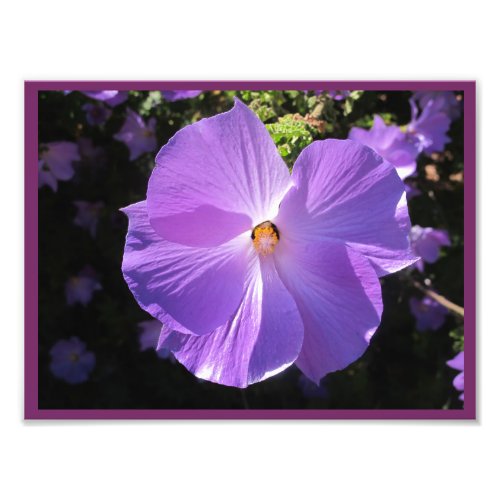 Rose of Sharon Print