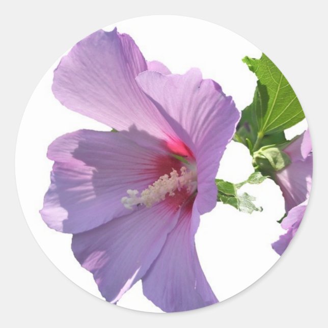 Rose of Sharon Sticker (Front)