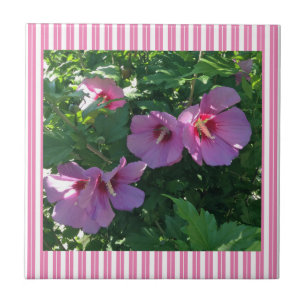 Rose of Sharon Striped Ceramic Tile