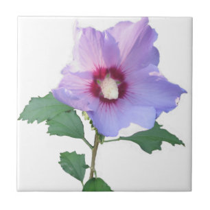 Rose of Sharron Ceramic Tile