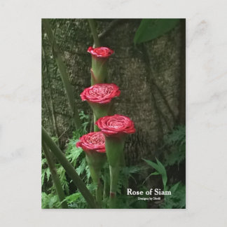 Rose of Siam Postcard