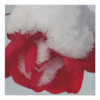 Rose of the Day  Faux Canvas Print