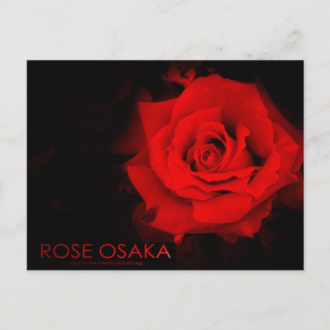 Rose Osaka Postcard (Front)