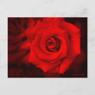 Rose Osaka Postcard