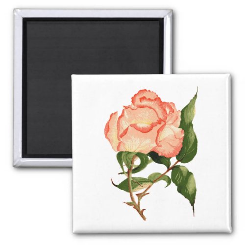 rose peach watercolor 2 Inch Square Magnet