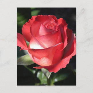 Rose Perfection Postcard